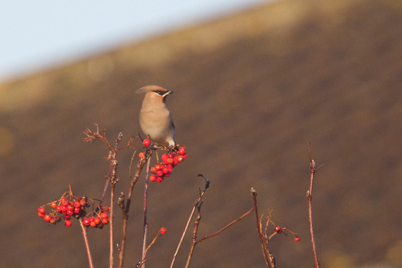 waxwing 4- Holt