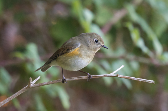 Red-flanked Bluetail 3 - St Agnes Oct 2015