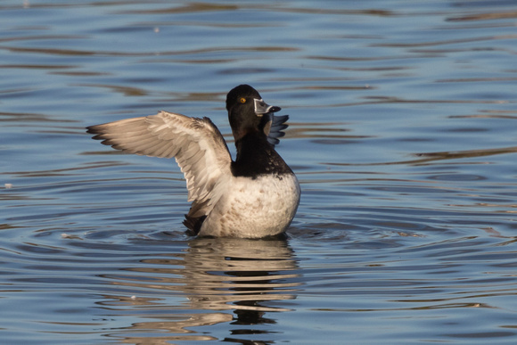 Ring-necked Duck 13 - Caerlaverock 271215