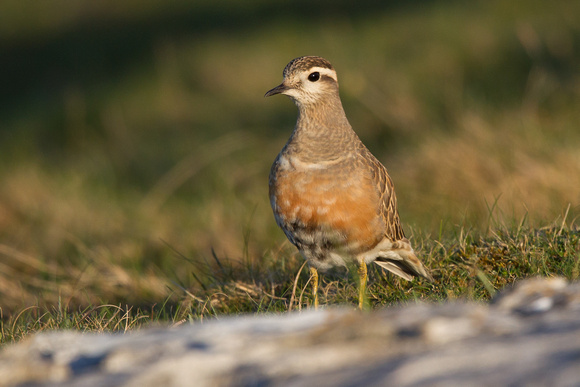 Dotterel 3 - Great Orme 140516