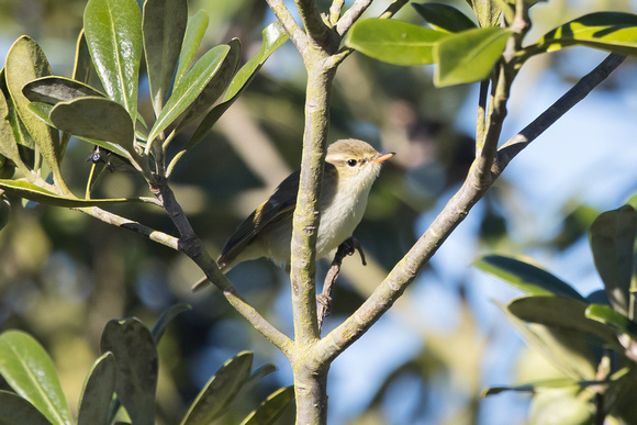 Greenish Warbler 3 - St Agnes - Oct 18