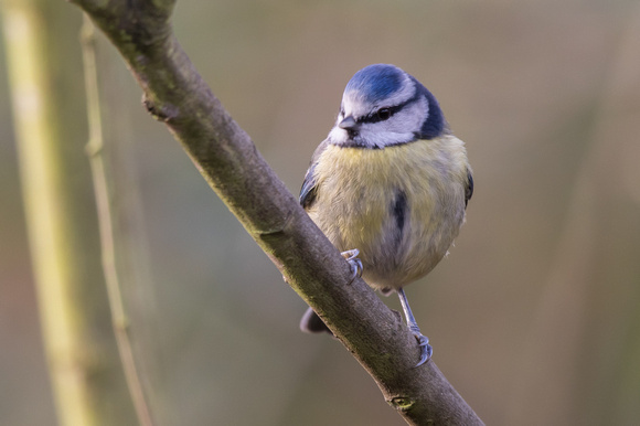 Blue Tit - Conwy Valley 100116