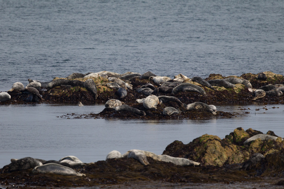 Atlantic Grey Seals 3 - Bardsey June 2015