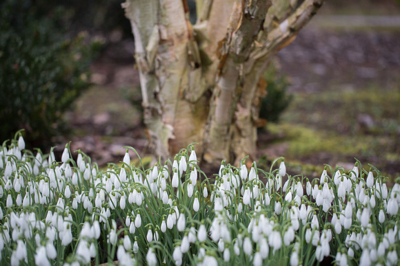 Snowdrops at Ness Gardens 3 - 110217
