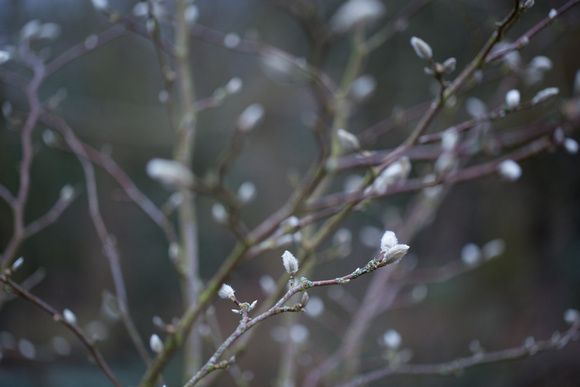 Buds at Ness Gardens - 110217