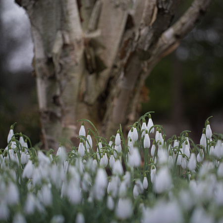 Snowdrops at Ness Gardens - 110217