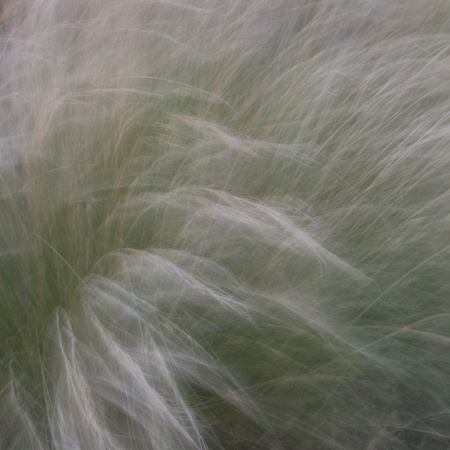 Grasses at Ness Gardens - 110217