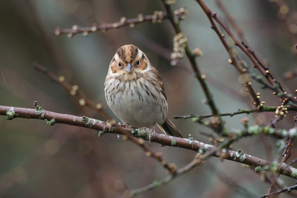 Little Bunting 6 - Gulval 120315