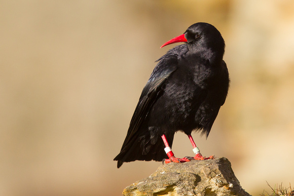 Chough 3 - South Stack 180115