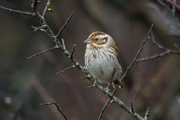 Little Bunting 2 - Gulval 120315