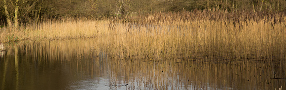 Reeds at Lyndford - 180317