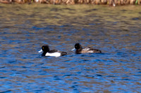 Lesser Scaup 2 - Needingworth - 221124