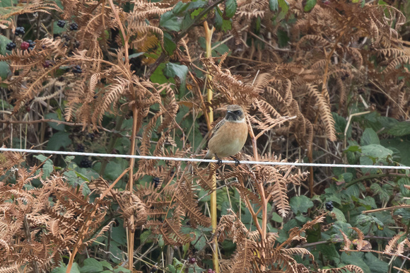 Stonechat (controversial) 6 - St Marys Oct 2015