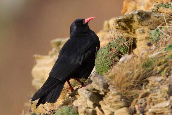 Chough 6 - South Stack 180115