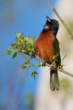Orchard Oriole 2 - Pelee