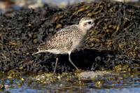 American Golden Plover 3 - Porthellick, St Marys
