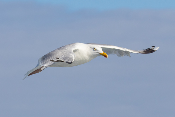 Herring Gull 4 - Scilly Pelagic Aug 15