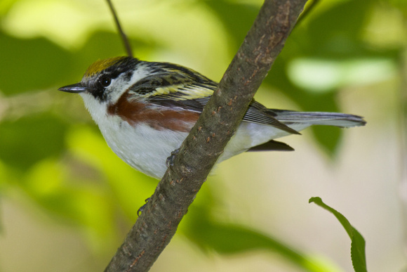 Chest-sided Warbler - Pelee
