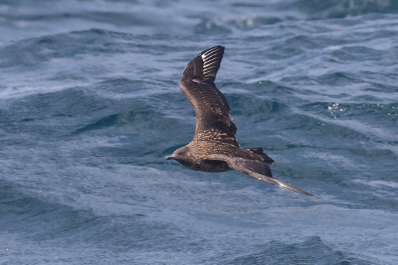 Great Skua 4 - Scilly pelagic 2014