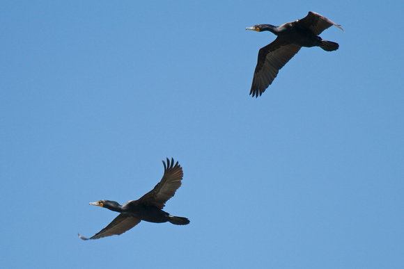Double-crested Cormorants - Pelee