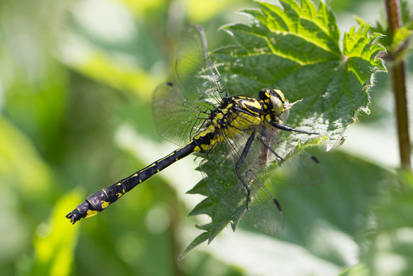 Club-tailed Dragonfly 3 - Finedon 180514