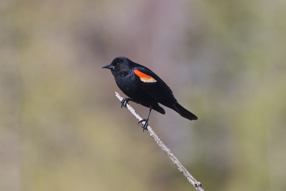 Red-winged Blackbird - Algonquin
