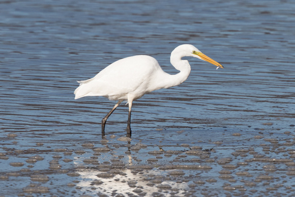 Great White Egret 5 - Conwy - 021016
