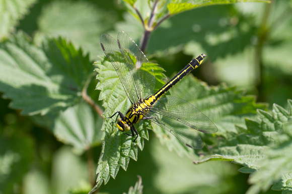 Club-tailed Dragonfly 6 - Finedon 180514