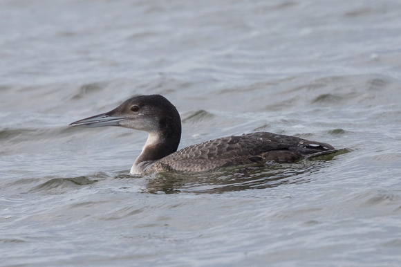 Great Northern Diver 4 - WKML - 090116