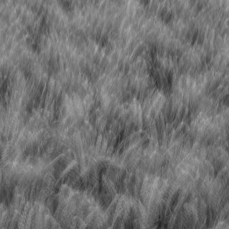 Barley fields 2 - Fermyn Woods - 240617