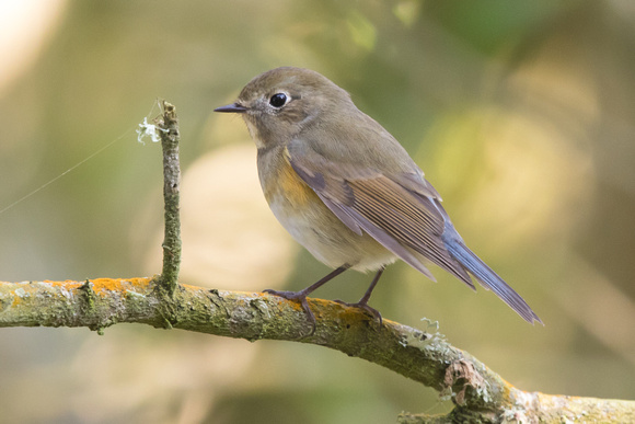 Red-flanked Bluetail - St Agnes Oct 2015