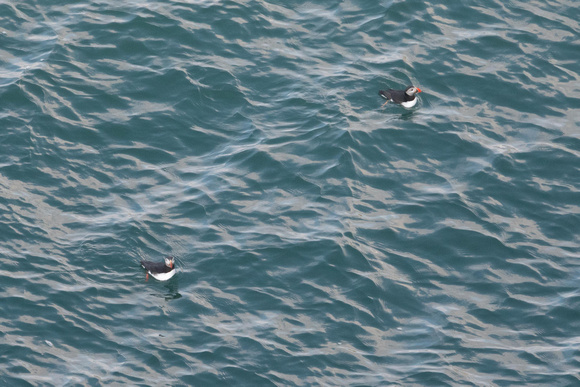 Puffin 2 - South Stack - 020521