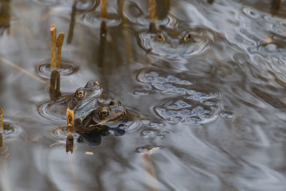 Common Frog 2 - Titchwell