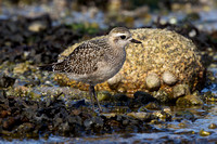 American Golden Plover 8 - Porthellick, St Marys