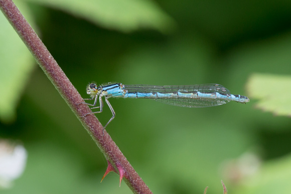 Common Blue Damselfly -  Paxton Pits 240617