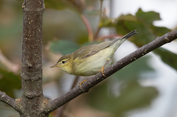 Willow Warbler - Scilly Oct16