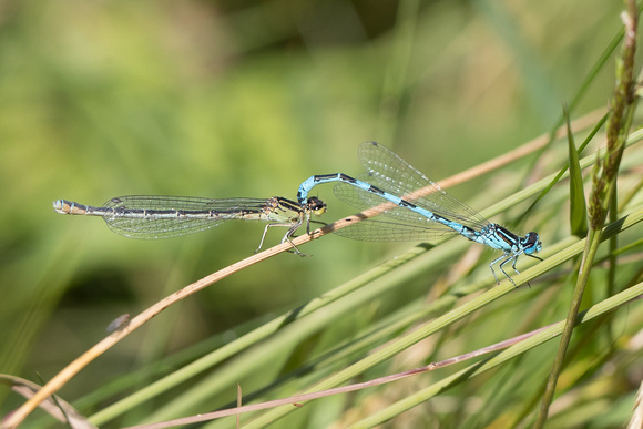 Southern Damselfly 4 - Anglesey - 300618