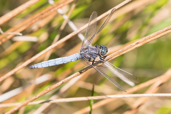 Keeled Skimmer 2 - Anglesey - 300618