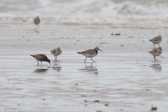 Great Knot 2 - Titchwell 170616