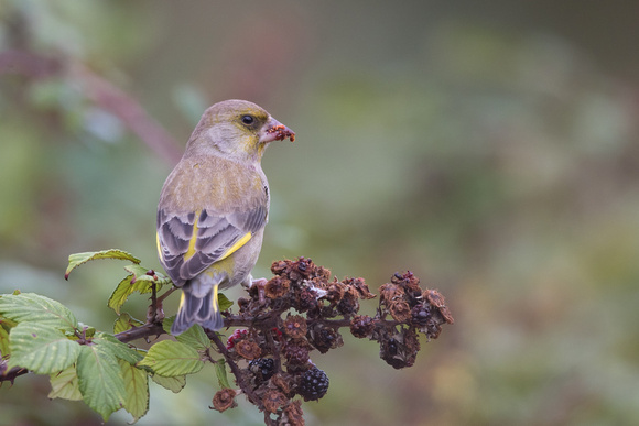 Greenfinch 2 - Riding Stables, Marys - Oct 18