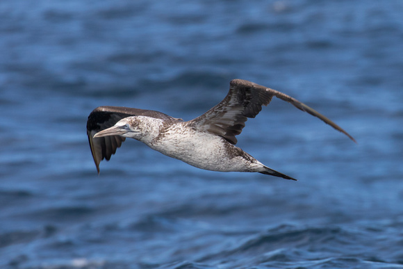 Gannet - Scilly pelagic 2014