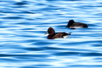 Ferruginous Duck 6 - Draycote - 211124