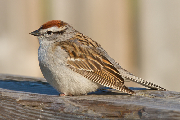 Chipping Sparrow - Long Point