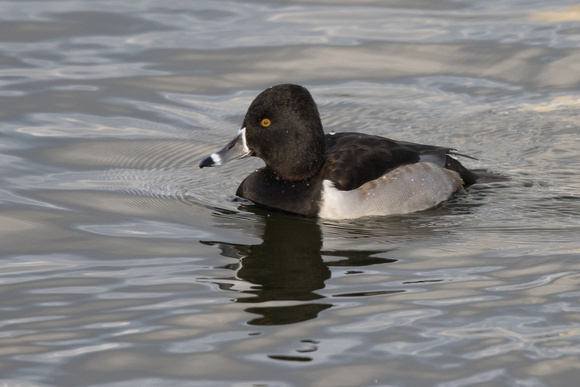 Ring-necked Duck 3 - Caerlaverock 271215