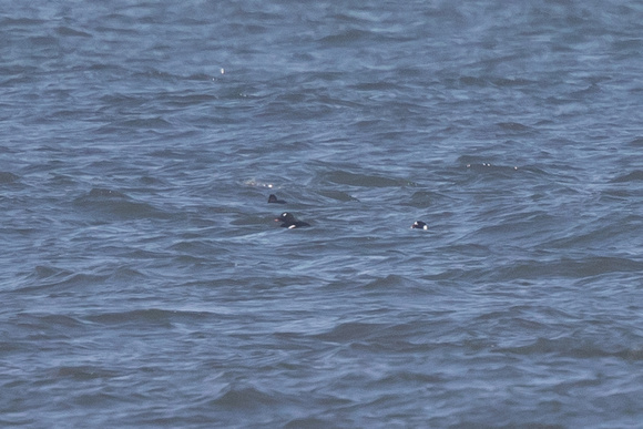 White-winged Scoter and Surf Scoter 2 - Musslebrough - 290318