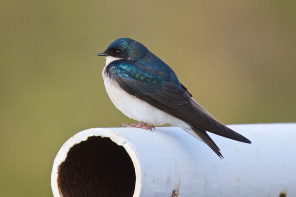 Tree Swallow 2- Long Point