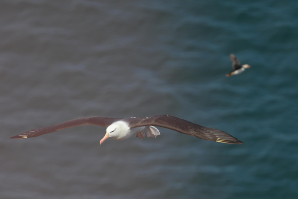 Black-browed Albatross 2 - Bempton - 040721