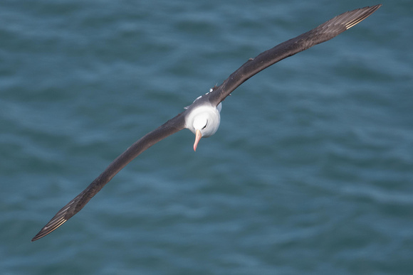 Black-browed Albatross - Bempton - 040721