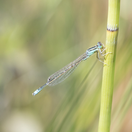 Scare blue-tailed damselfly 4 - Anglesey - 300618