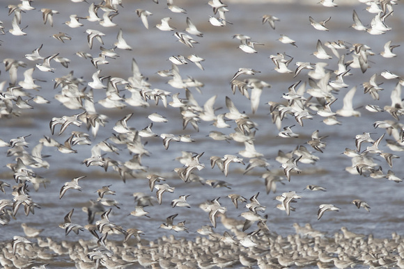 Waders 5 - Wirral 141115